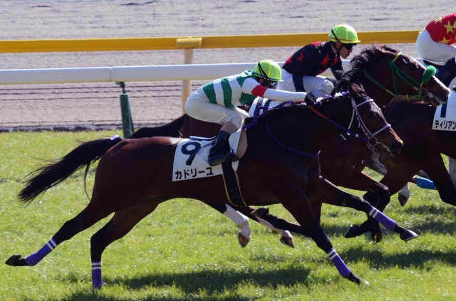 新馬戦 カドリーユ