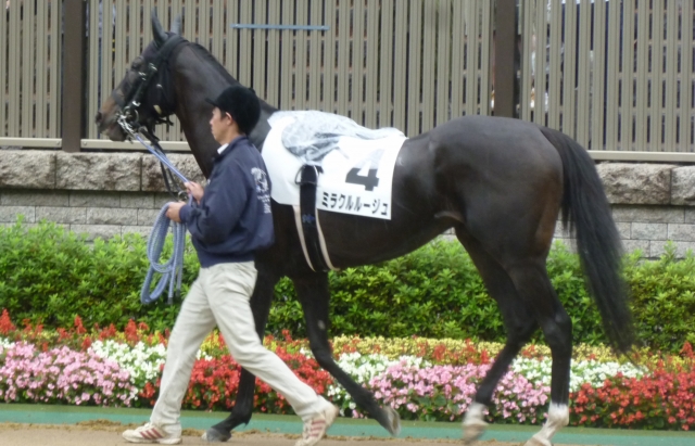 未勝利戦　パドック ミラクルルージュ