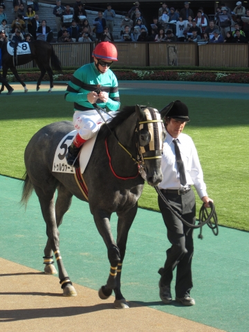 東京8R　500万下パドック トゥルヴァーユ