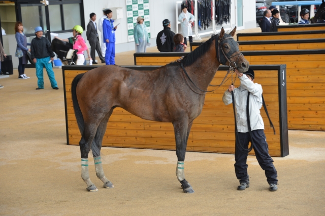 大沼ステークス　レース後 ジェベルムーサ
