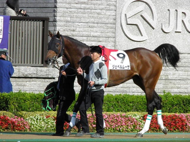 ５００万下（東京） ジェベルムーサ