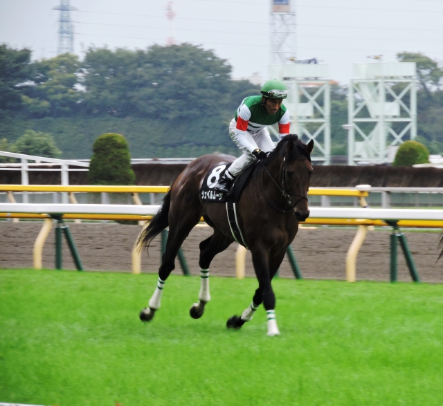最後のレース・返し馬 ジェベルムーサ
