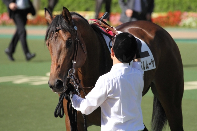 ジェベルムーサ アルバム写真 新馬戦 パドック 一口馬主db