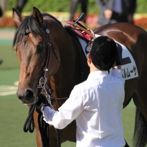 新馬戦　パドック