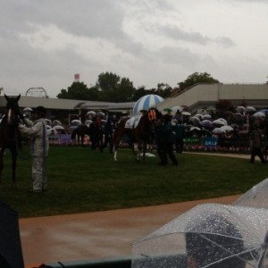 雨の新馬戦　パドック