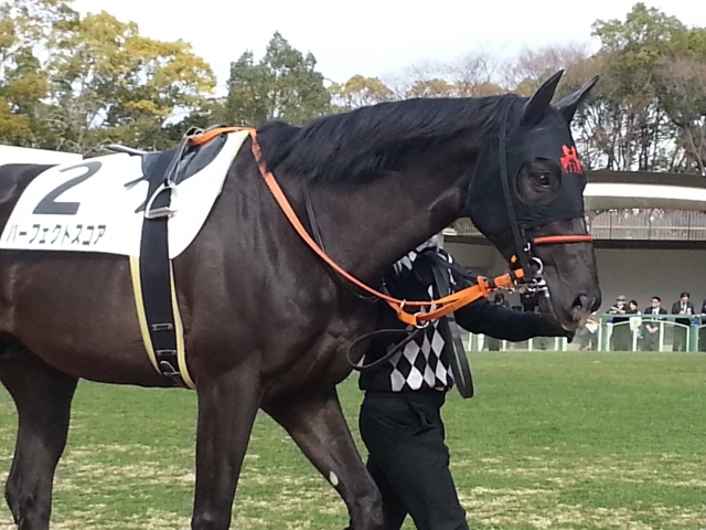 京都８Ｒ５００万下Ｄ１８００パドック パーフェクトスコア