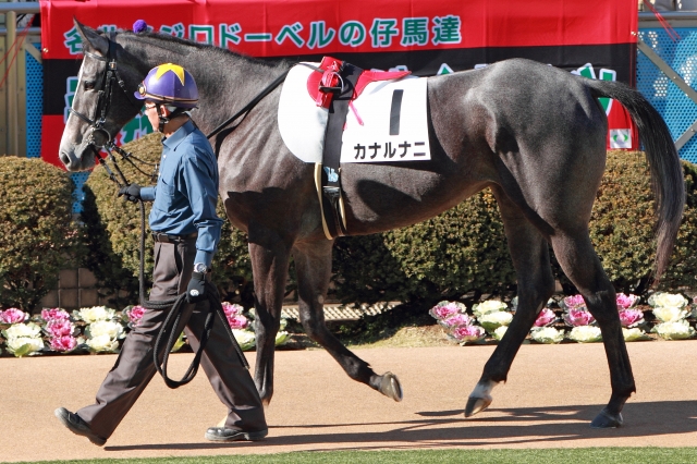 2012年12月24日　新馬戦　パドック カナルナニ