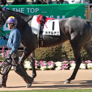 2012年12月24日　新馬戦　パドック