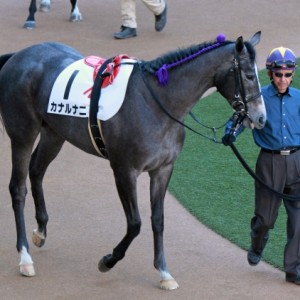2012年12月24日　新馬戦　パドック