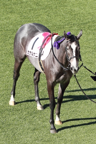2012年12月24日　新馬戦　パドック カナルナニ