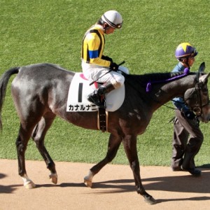 2012年12月24日　新馬戦　パドック