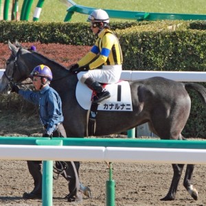 2012年12月24日　新馬戦　本馬場入場
