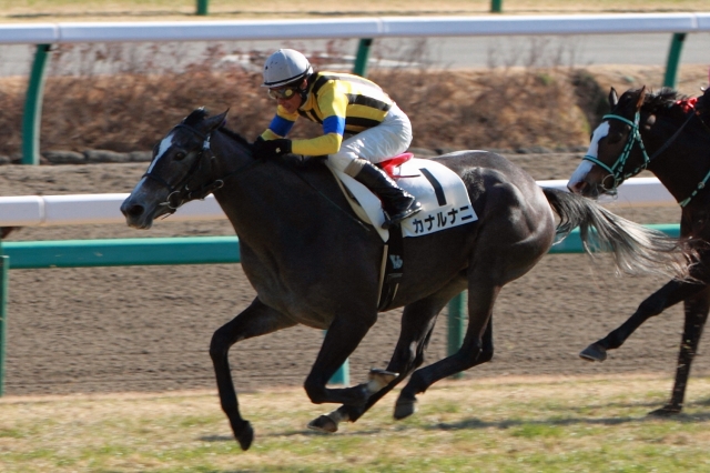 2012年12月24日　新馬戦　ゴール前 カナルナニ