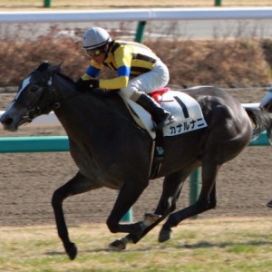 2012年12月24日　新馬戦　ゴール前