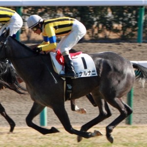 2012年12月24日　新馬戦　ゴール後