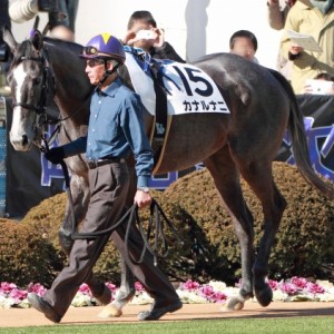 2013年1月19日　未勝利戦　パドック
