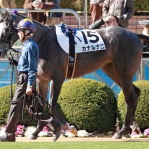 2013年1月19日　未勝利戦　パドック