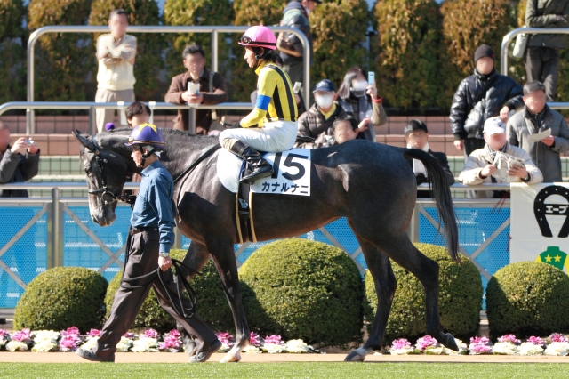 2013年1月19日　未勝利戦　パドック カナルナニ