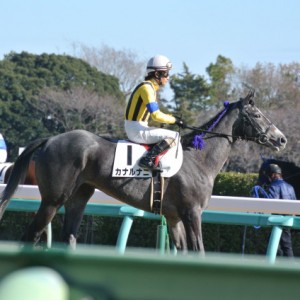 新馬戦本馬場入場