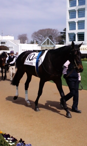 ３／１７ジェネラル新馬戦パドック ロードジェネラル