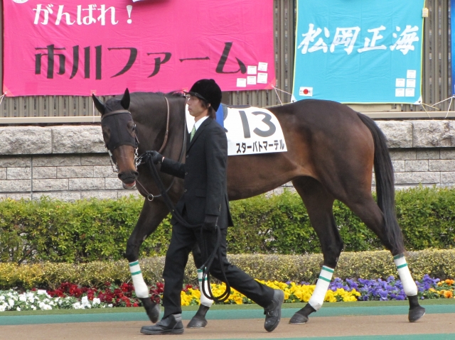 新馬戦パドック スターバトマーテル