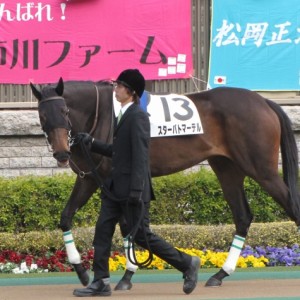 新馬戦パドック