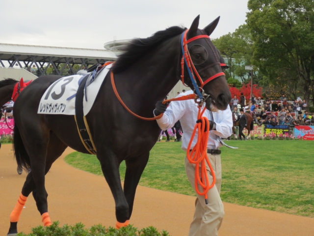 １１・２４　新馬戦パドック レッドヴィヴィアン