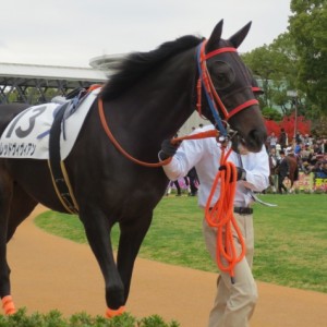 １１・２４　新馬戦パドック