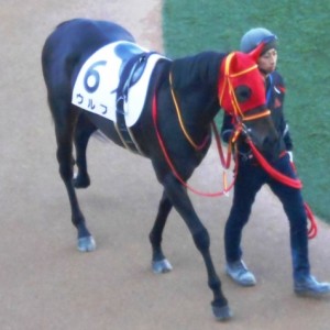 2013.12.21中山7R３歳上500万下　パドック