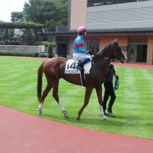 2013年8月17日（土） 2回新潟7日