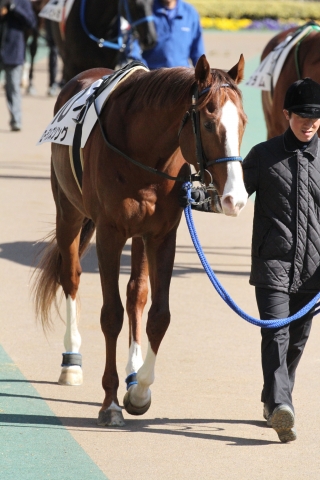 新馬戦　パドック ローランズソング