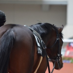 アルメリア賞パドック