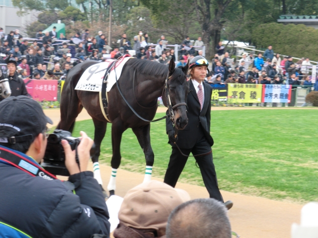 新馬戦パドック レッドサクセサー