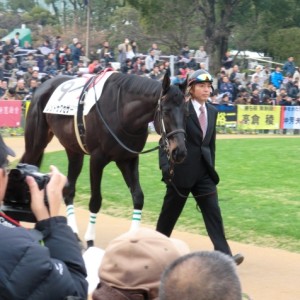 新馬戦パドック