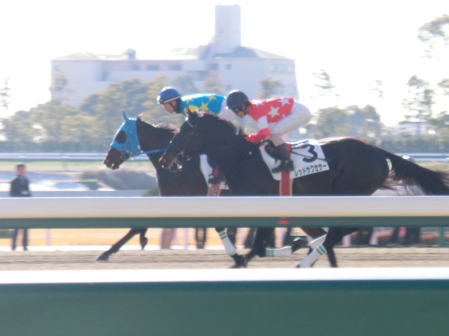 ２走目・本馬場入場 レッドサクセサー