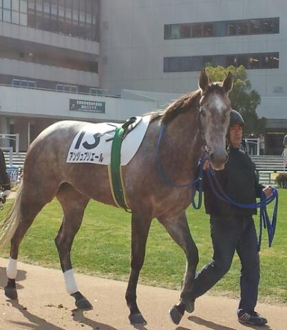 メイクデビュー京都　パドック アンジュプリエール