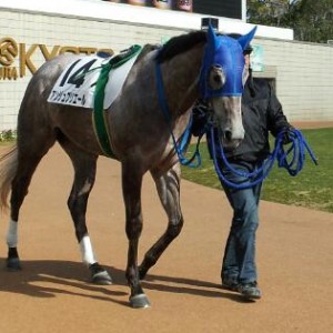 ２戦目　３歳未勝利　京都　パドック