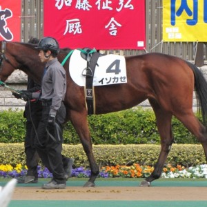 新馬戦パドック