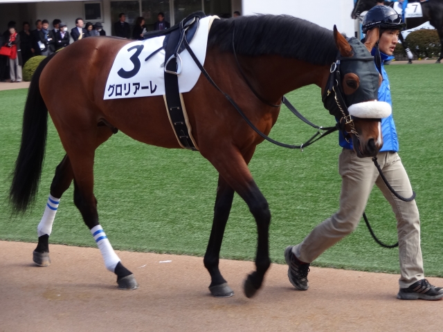 新馬戦パドック グロリアーレ