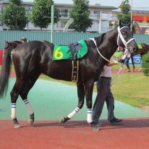 7/17 名古屋競馬９Rマスカット賞