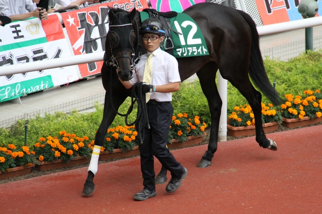 ﾊﾟﾄﾞｯｸ マリアライト