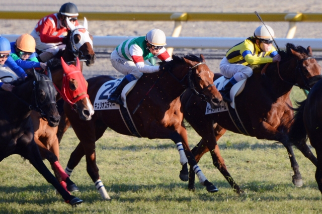 4歳上1000万下 キュリオスティー