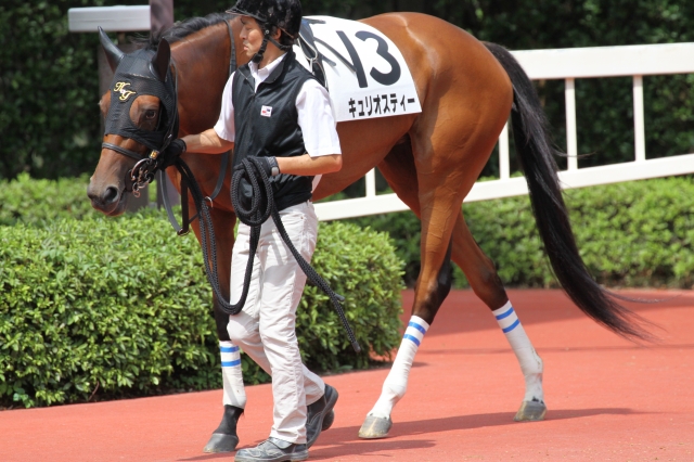 2014年8月31日　3歳以上500万下　パドック キュリオスティー