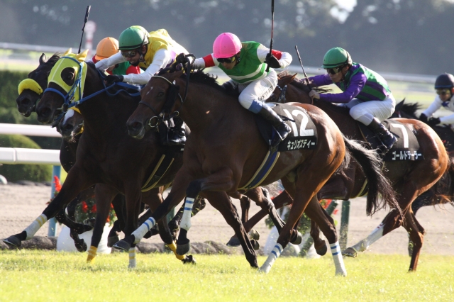 2014年堀川特別　直線 キュリオスティー