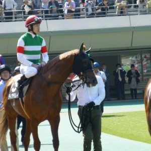 ９R石和特別パドック　Ⅱ