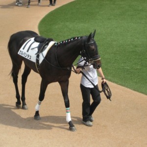 ２０１３年９月２２日中山競馬場芝１６００M 新馬戦