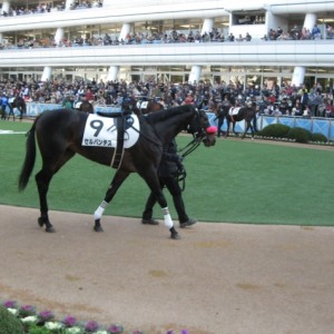 2013年１２月７日未勝利戦芝１６００M