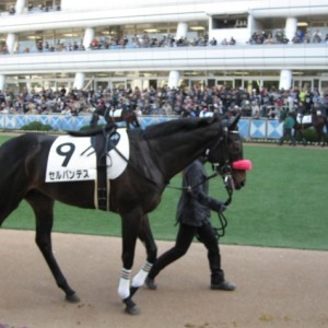 ２０１３年１２月７日未勝利戦芝１６００M