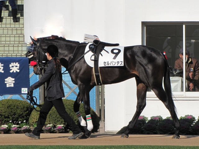 未勝利戦パドック セルバンテス
