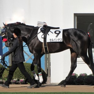 未勝利戦パドック